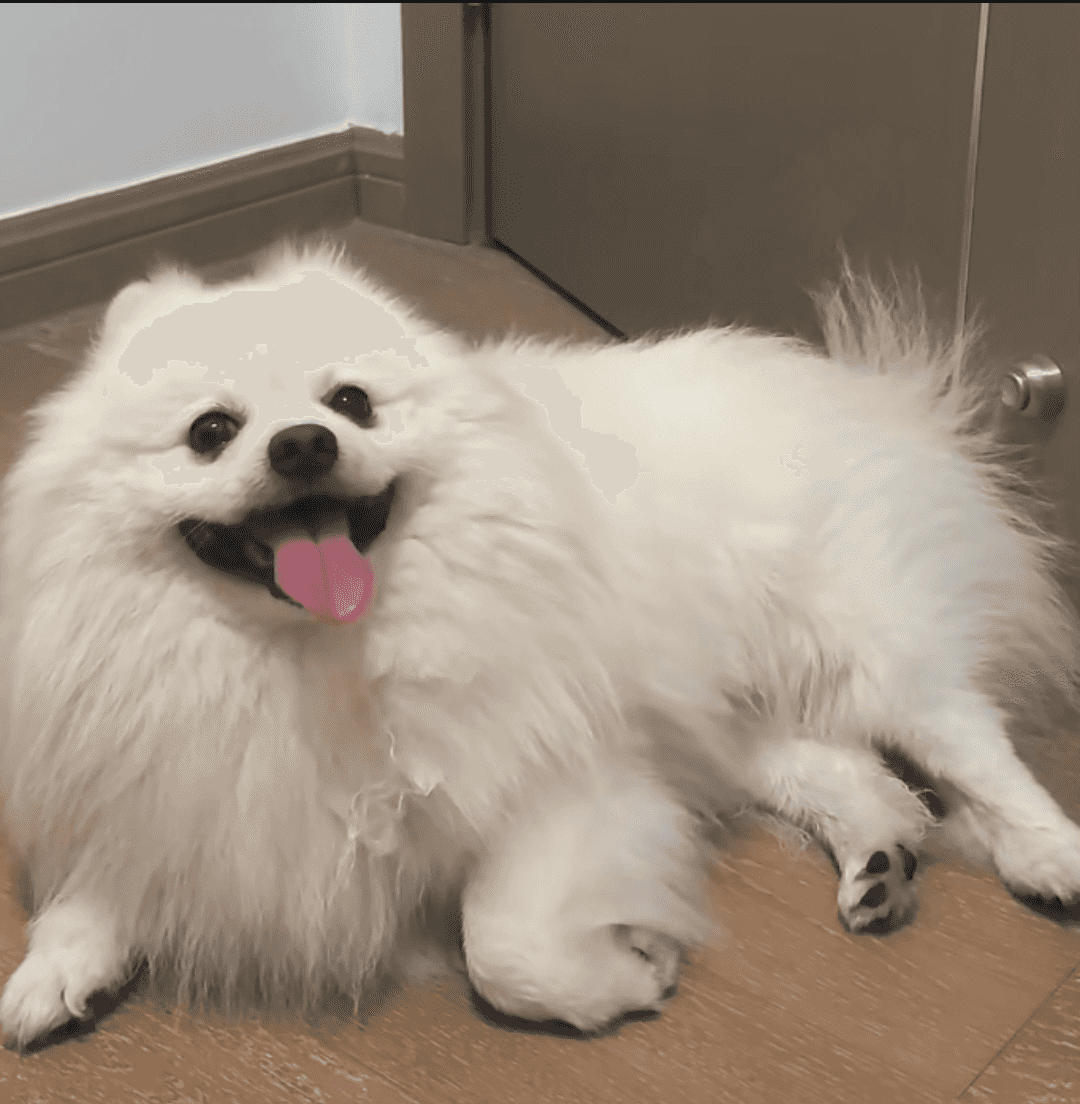 动物针灸案例